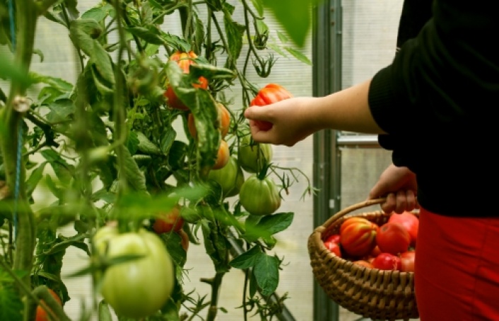 Organic and easy urban gardening - is it possible?