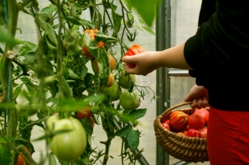 Organic and easy urban gardening - is it possible?