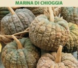 MOLIŪGAI MARINA DI CHIOGGIA
