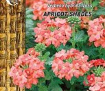 DARŽELINĖS VERBENOS APRICOT SHADES