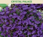 PAPRASTOSIOS LOBELIJOS CRYSTAL PALACE