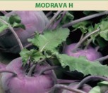 ROPINIAI KOPŪSTAI MODRAVA H