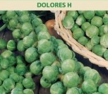 BRIUSELINIAI KOPŪSTAI DOLORES H