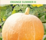 MOLIŪGAI ORANGE SUMMER H