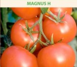 VALGOMIEJI POMIDORAI MAGNUS H