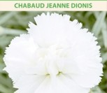 TIKRIEJI GVAZDIKAI CHABAUD JEANNE DIONIS