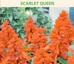 RAUDONŽIEDŽIAI ŠALAVIJAI SCARLET QUEEN