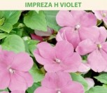 VALERO SPRIGĖS IMPREZA H VIOLET