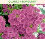 DARŽELINĖS VERBENOS QUARTZ H BURGUNDY