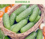 PAPRASTIEJI TRUMPAVAISIAI AGURKAI BOHEMIA H