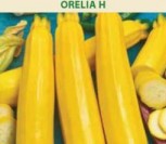 CUKINIJOS ORELIA H