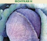 RAUDONIEJI GŪŽINIAI KOPŪSTAI MOHYKAN H