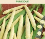 SALDIEJI KUKURŪZAI MINIGOLD