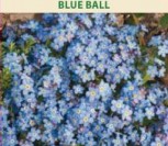 ALPINĖS NEUŽMIRŠTUOLĖS BLUE BALL