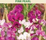 PLAČIALAPIAI PELĖŽIRNIAI PINK PEARL