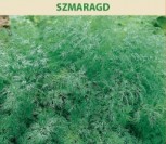 PAPRASTIEJI KRAPAI SZMARAGD