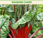 LAPINIAI BUROKĖLIAI RHUBARB CHARD