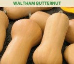 MUSKUSINIAI MOLIŪGAI WALTHAM BUTTERNUT