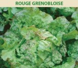 SĖJAMOSIOS SALOTOS ROUGE GRENOBLOISE