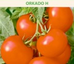 VALGOMIEJI POMIDORAI ORKADO H
