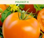 VALGOMIEJI POMIDORAI POLFAST H