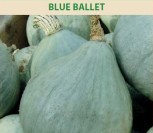 MOLIŪGAI BLUE BALLET