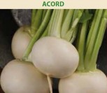 VALGOMIEJI RIDIKAI ACORD