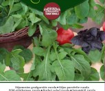 SĖJAMOSIOS GRAŽGARSTĖS RUCOLA
