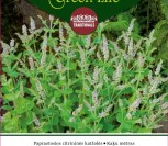 PAPRASTOSIOS CITRININĖS KATŽOLĖS