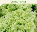 SĖJAMOSIOS SALOTOS GRAND RAPIDS