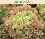 SĖJAMOSIOS SALOTOS LOLLO ROSSA
