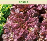 SĖJAMOSIOS SALOTOS ROSELA