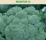 BROKOLIAI MONTOP H