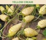 ŽEMUOGĖS YELLOW CREAM