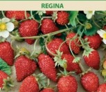 ŽEMUOGĖS REGINA