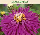 GVAIZDŪNĖS PUIKIOSIOS LILAC EMPRESS