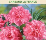 GVAZDIKAI TIKRIEJI CHABAUD LA FRANCE