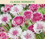RUGIAGĖLĖS RAUSVOS CLASSIC ROMANTIC