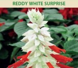 ŠALAVIJAI RAUDONŽIEDŽIAI REDDY WHITE SURPRISE