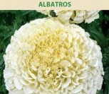 SERENČIAI DIDIEJI ALBATROS