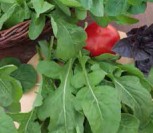SĖJAMOSIOS GRAŽGARSTĖS RUCOLA