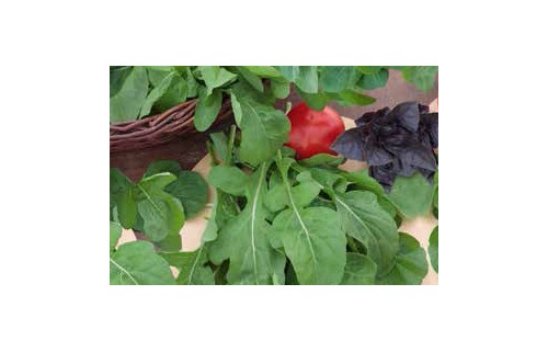 SĖJAMOSIOS GRAŽGARSTĖS RUCOLA