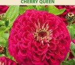 PUIKIOSIOS GVAIZDŪNĖS JURGININĖS CHERRY QUEEN