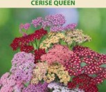 KRAUJAŽOLĖS CERISE QUEEN