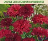 PAPRASTOSIOS KOSMĖJOS DOUBLE CLICK BONBON CRANBIERRIES