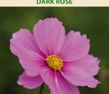 PAPRASTOSIOS KOSMĖJOS DARK ROSE