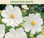 PAPRASTOSIOS KOSMĖJOS SENSATION WHITE