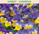 TIESIARAGĖS NAŠLAITĖS SORBET MORPHO