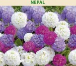 DANTYTALAPĖS RAKTAŽOLĖS NEPAL