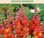ŽIOVEINIAI  DIDIEJI ORANGE WONDER